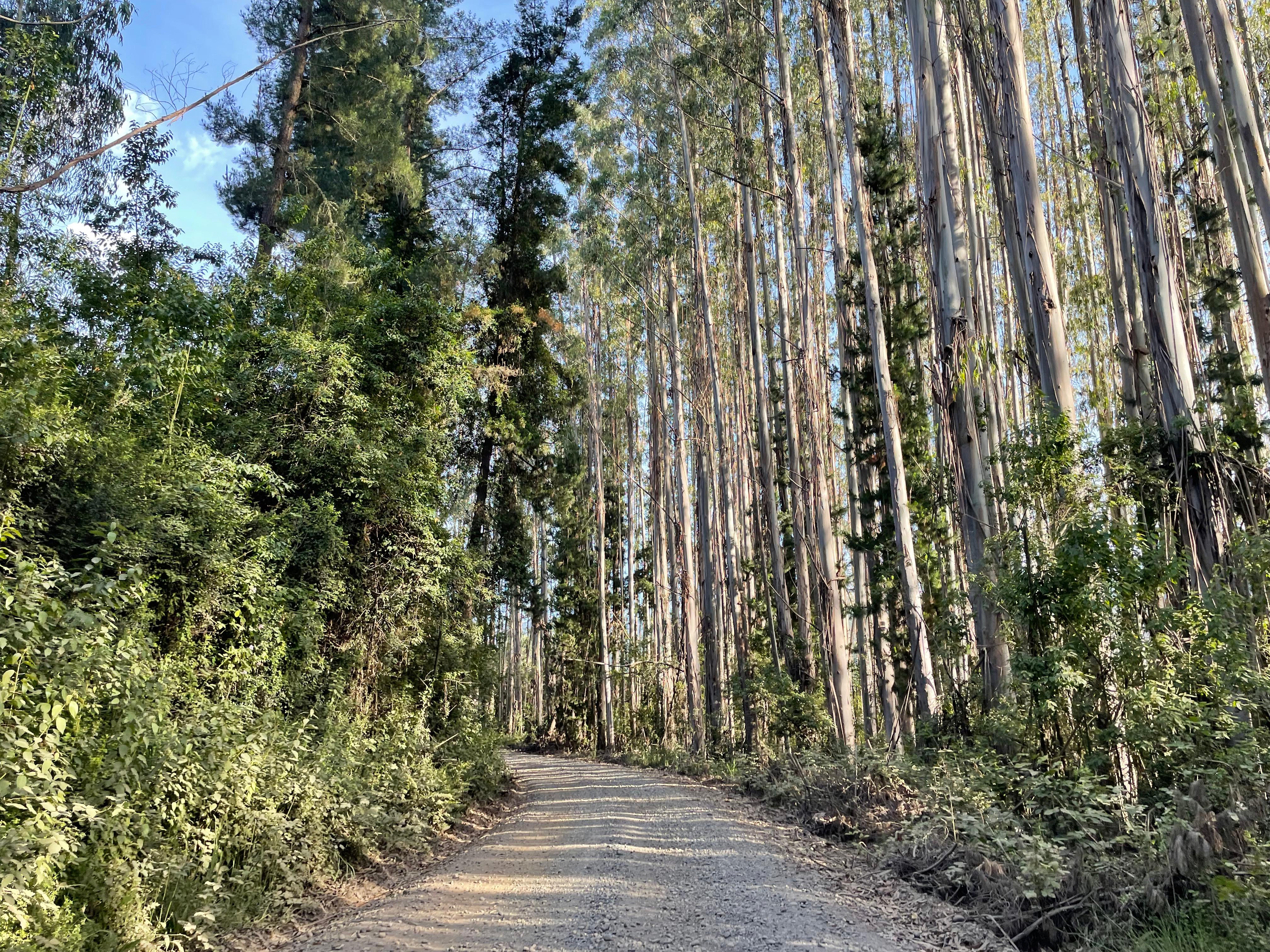 Camino hacia Los Boldos